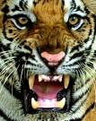 Tigre