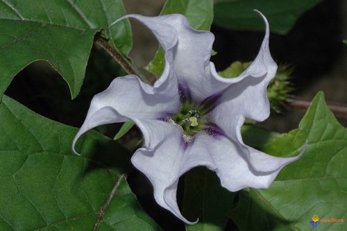 Il fiore della Datura Stramonium