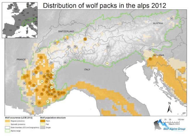 Branchi di lupi sulle Alpi