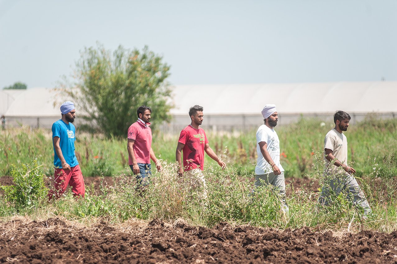 The Harvest