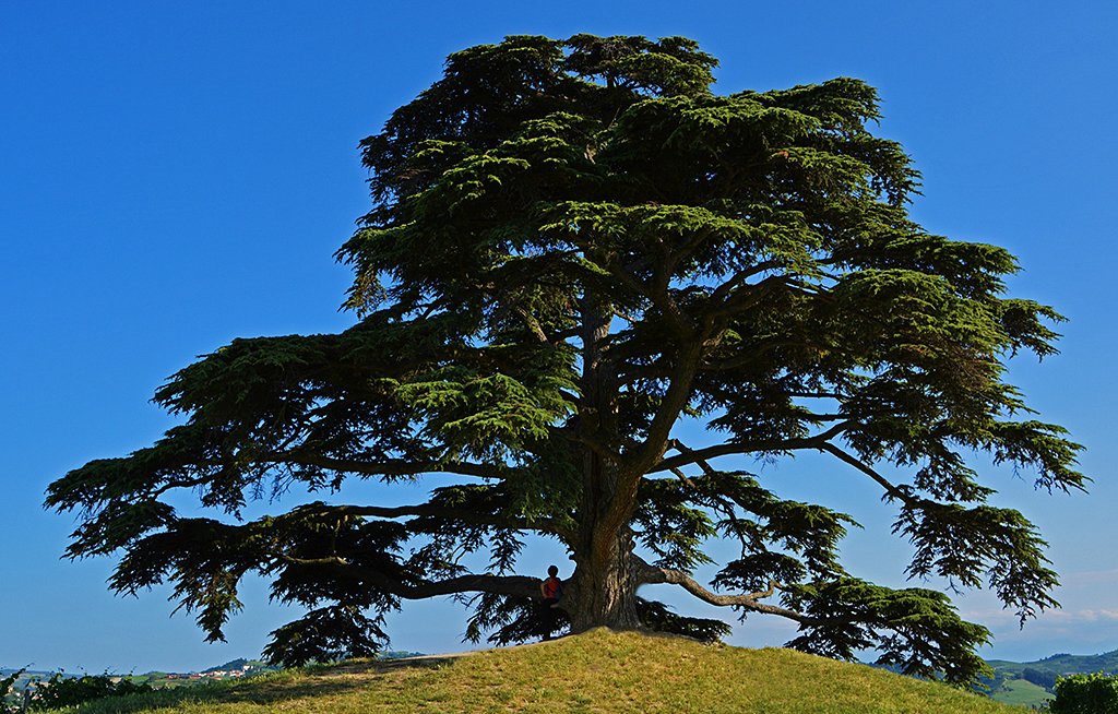 Grandissimo cedro del Libano