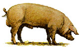 un maiale di profilo
