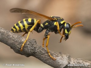 wasp-0071